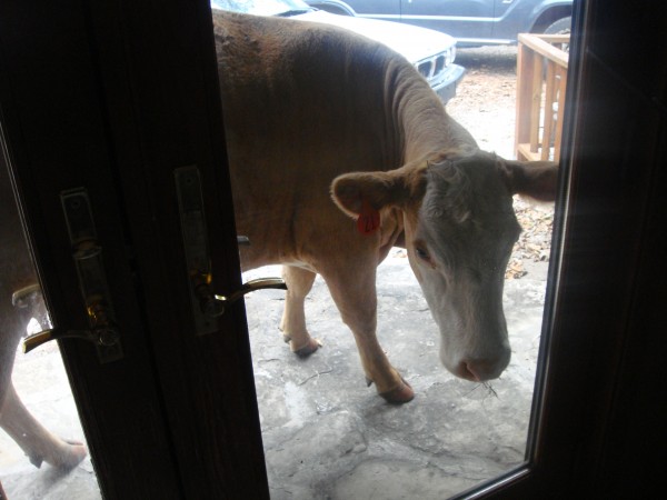 Cow knocking at Caro Drive