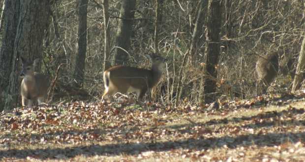 Deer at Caro Drive