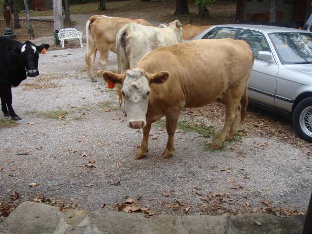 Cows at Caro Drive