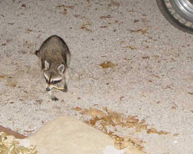 Raccoon near front porch at Caro Drive