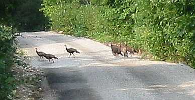 Turkeys crossing driveway at Caro Drive