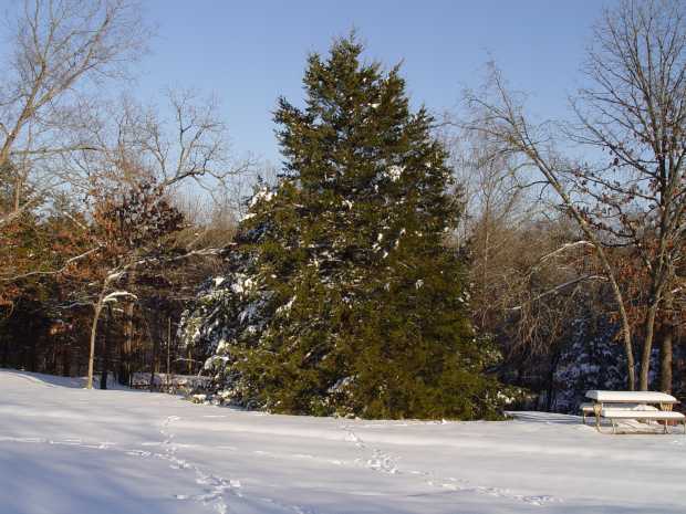 Christmas tree near house at Caro Drive