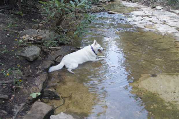 Dog Hope in Creek at Caro Drive