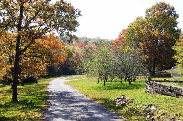 Fall along driveway at Caro Drive