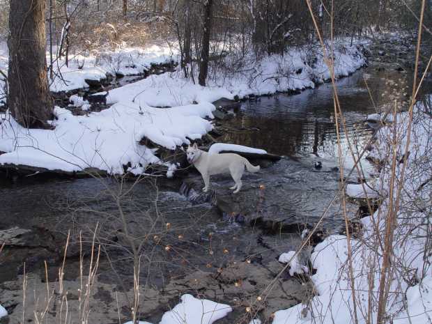 Dog in middle of winter creek at Caro Drive