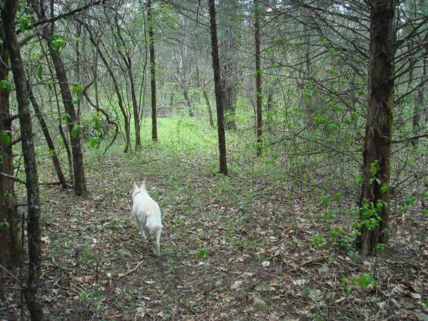 Dog on path at Caro Drive