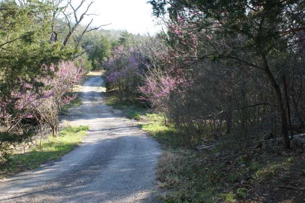 Redbuds near bridge at Caro Drive