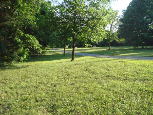 Yard from near pond at Caro Drive