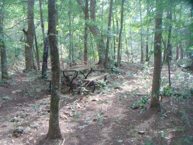 Picnic table in woods at Caro Drive